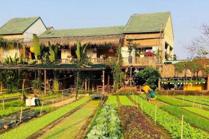 Làng rau Trà Quế