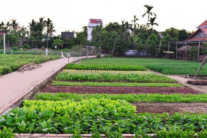 Làng rau Trà Quế