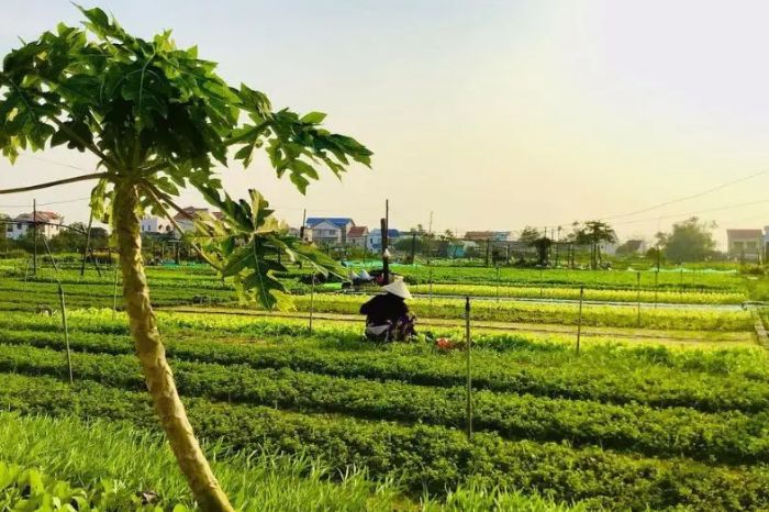 Làng rau Trà Quế có gìa