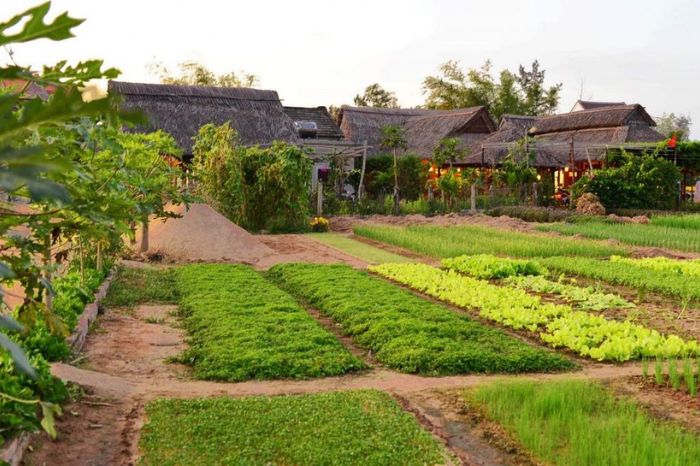 Làng rau Trà Quế