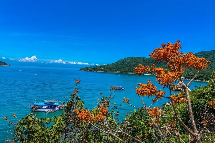 Cây ngô đồng Cù Lao Chàm