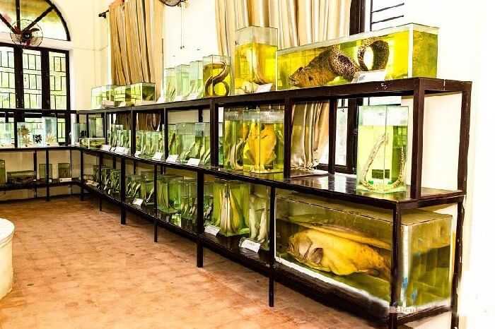 Khu Bảo tồn biển Cù Lao Chàm