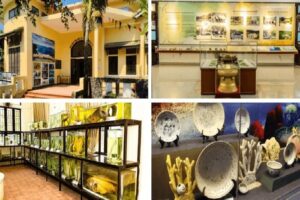 Khu Bảo tồn biển Cù Lao Chàm