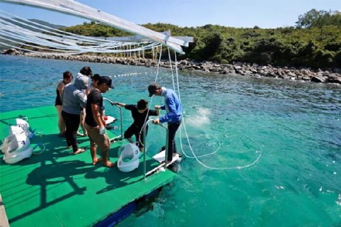 Lặn ngắm san hô Cù Lao Chàm