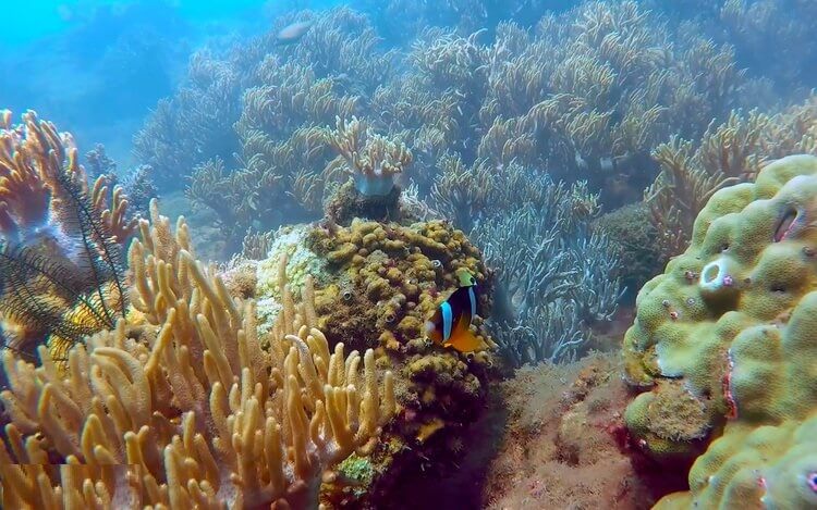 Đi bộ dưới biển Cù Lao Chàm